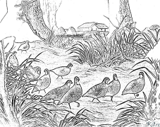 et ascendens coturnix Coloring Pages To Print